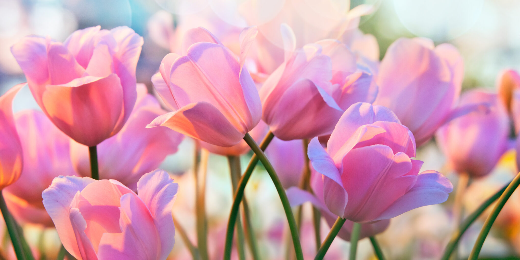 dreamstime_m_66995103