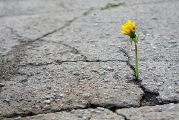 Even spending 20 minutes a day in nature can make a difference